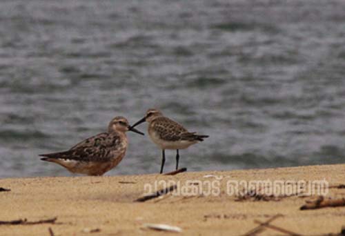21-09-14 red knot 